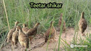 gorile teetar ki awaaz | teetar shikar video | francolin hunting  | kamuru sound jungle teetar