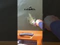 Bass fishing at Lake Norman, NC. Catch and release.