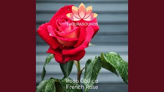 Rosa Gallica - French Rose