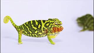 Unit 9: Amazing Chameleons