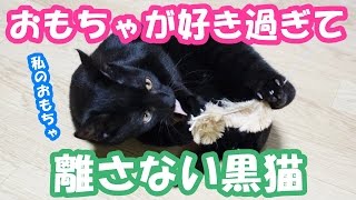 おもちゃが好き過ぎて離さない黒猫  Black cat which is not released too love toys