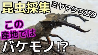 【昆虫採集】 クワガタ採集 カブトムシ採集 2017年8月4日 【insect collecting】