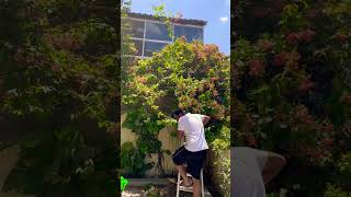 Rangoon creeper | training vine plant #blumengarten #madhumalti #josh #effort #joy #motivation