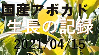 【国産アボカド】2021/04/15　生長の季節