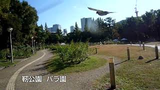 梅田新歩道橋から靭公園バラ園までウォーキング