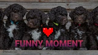 Top 6 funny moment lagotto romagnolo🐶