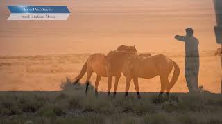 Arabian Horse – Ethnic #arabic Instrumental Music | Exotic Desert Vibes | Music for Your Video