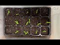 다이소 방울토마토 쉽게 발아 시키기 방울토마토 키우기 how to grow tomatoes