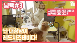 애니멀랩 냥택) 3 코리안 쇼트헤어 애교 넘버원  '치즈' \u0026파랑새 유기묘 입양 프로젝트 #고양이 #냥이