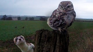 Little owl knocks stoat off its feet