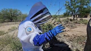 Dead Tree Killer Bees
