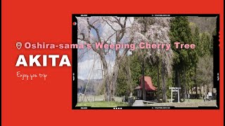 Oshira-sama's Weeping Cherry Tree (Oshira-sama no Shidarezakura), Akita Prefecture in Japan