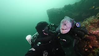 A Very Cuddly Wolf Eel