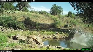 mountain lion attacks deer from back, insane😳🔥#shorts #deer #puma #mountainlion