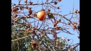 メジロが柿の実を ： 温泉人(おふろうど)の森