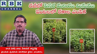 Best Varieties in Blackgram \u0026 Greengram/రబీలో “పెసర మరియు మినుము - రకాల ఎంపిక - డా.జె సతీష్ బాబు.