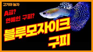 일반인이 아닌 A급 연예인구피? 블루모자이크 구피를 소개합니다 - Introducing the Grade A blue mosaic Guppy