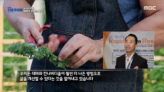 [MBC 다큐프라임] 의료용 대마가 합법화 된 나라는 미국과 캐나다!, MBC 220619 방송