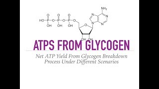 Glycogen Breakdown and ATP Yield