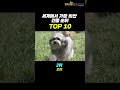 세계에서 가장 비싼 견종 순위 top 10 shorts