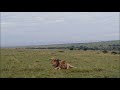 male lions scramble over gazelle video