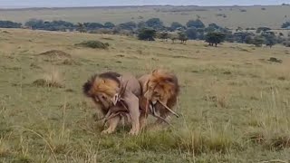 male lions scramble over gazelle video