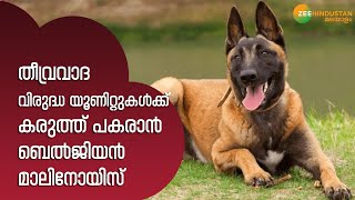 Belgian Malinois | തീവ്രവാദ വിരുദ്ധ യൂണിറ്റുകൾക്ക് കരുത്ത് പകരാൻ ബെൽജിയൻ മാലിനോയിസ്