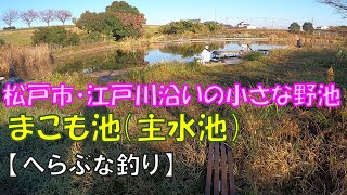 松戸市の小さな野池「まこも池」【へらぶな釣り】