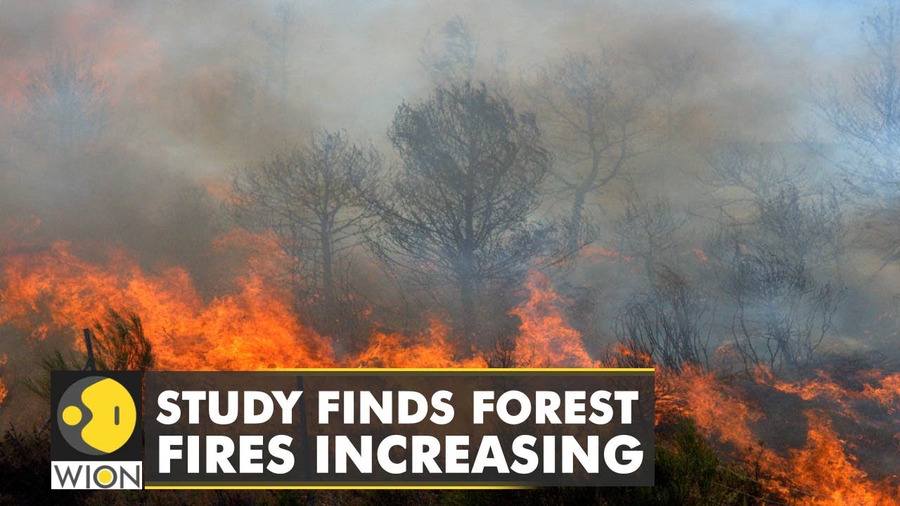 Study finds forest fires increasing | India susceptible to forest fires | WION Climate Tracker