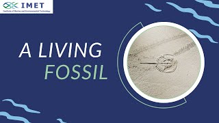 A Living Fossil- Maryland Horseshoe Crabs