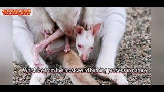 كيف تلد أنثي الكنجارو _ولادة الكنغر  اغرب الولادات في الطبيعهkangaroo  🦘 give birth