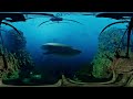 the blu whale encounter 3d 360 vr 4k