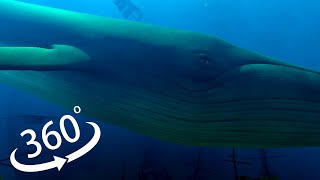 the Blu Whale Encounter/3D 360 VR 4K