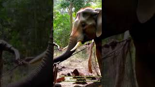 Câu Chuyện về Chú Voi - Good story to learn about two elephants #elephants #storyforkids