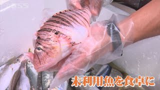 知って！食べて！未利用魚を食卓に…「あえて」の発想で漁業の魅力発信