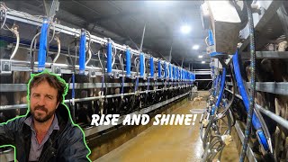 MORNING MILKING 230 COWS THROUGH OUR NEW DAIRY || AUSTRALIAN DAIRY FARMING