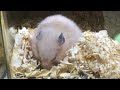 金熊黃金鼠 mesocricetus auratus syrian hamster