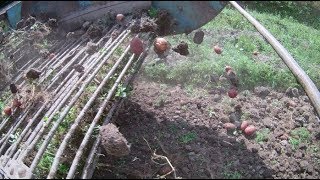 Potato harvest 2017 | T-40 + Agromet Z-609/2 \u0026 T-40A