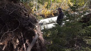 The impact of Fiona on the Maritimes' maple syrup industry