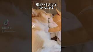 【TikTok】コーギーとぬいぐるみ、、、そして飼い主【音ハメ】 #Shorts #YouTubeShorts