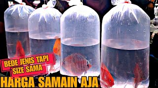 BEDA JENIS SIZE SAMA, HARGA JUGA SAMA !!! UPDATE HARGA IKAN DISCUS DI JATINEGARA TERBARU