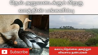 நெல் அறுவடைக்குப் பிறகு வாத்தின் பங்களிப்பு