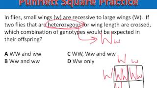 Punnett Square Practice #3