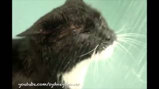 Cats that love baths