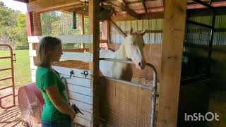 Impatient and pushy young horse