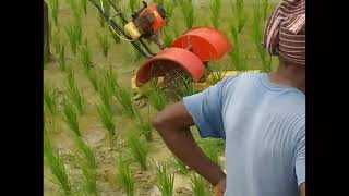 Testing Garuda paddy weeder in field.