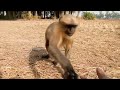 hanuman ji🌻animal🌹langur video😃animal s langur ji video🐒super funny video🔥monkey s ji🍎funny video🤪😀