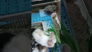 Angora Rabbit + Lionhead Bunny For Adoption - 2 Months, Mix Teddybunny from Batu Cave, Selangor