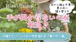 【暑さに強い！晩秋まで長く咲く＊夏の花５選】【花がら摘み不要】【ローメンテな花に植え替え】ガーデニング/一年草/多年草