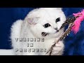 Fist Bump Clicker Training for Cat or Kitten #clickertraining #cattricks #kittens